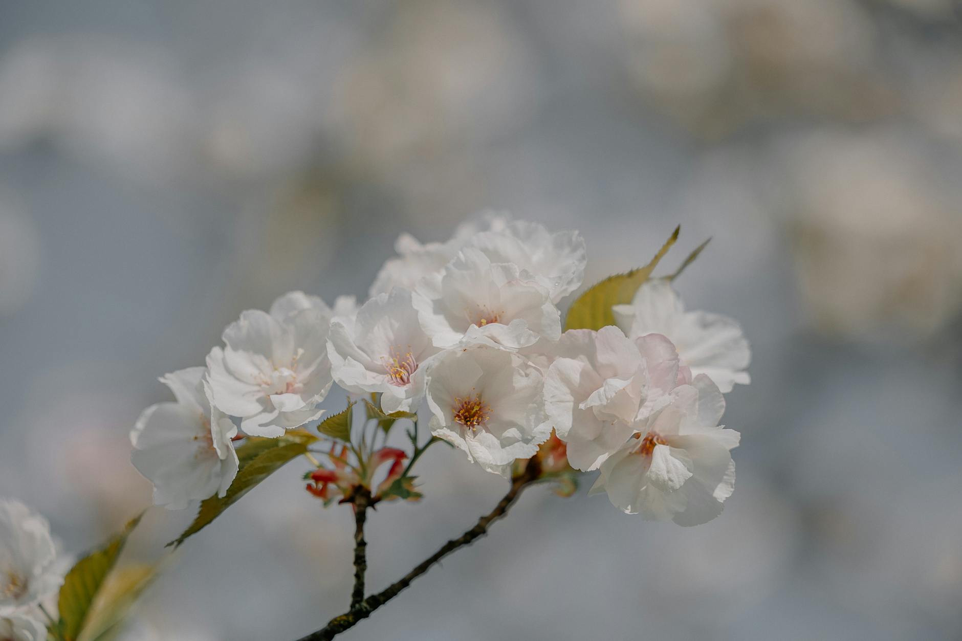 Już za 5 dni: Kostrzyn nad Odrą rozkwitnie w bieli i różu!